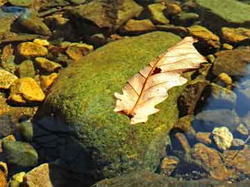 打胎药在哪直接购买到呢没有处方怎么买打胎药的简单介绍